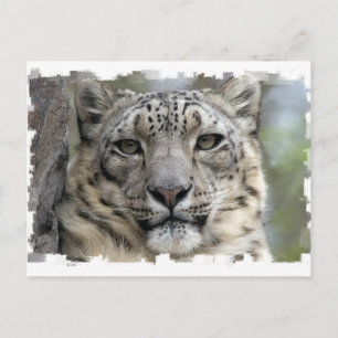 Snow Leopard Postkarte