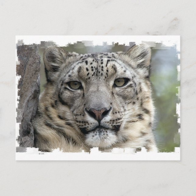 Snow Leopard Postkarte (Vorderseite)