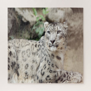 Snow Leopard Puzzle