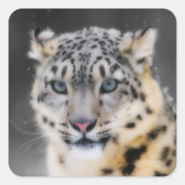 Snow Leopard Quadratischer Aufkleber (Vorderseite)