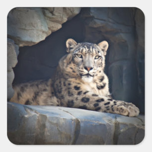 Snow Leopard Quadratischer Aufkleber