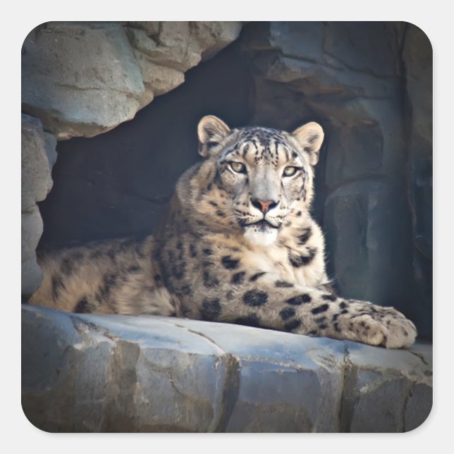 Snow Leopard Quadratischer Aufkleber (Vorderseite)
