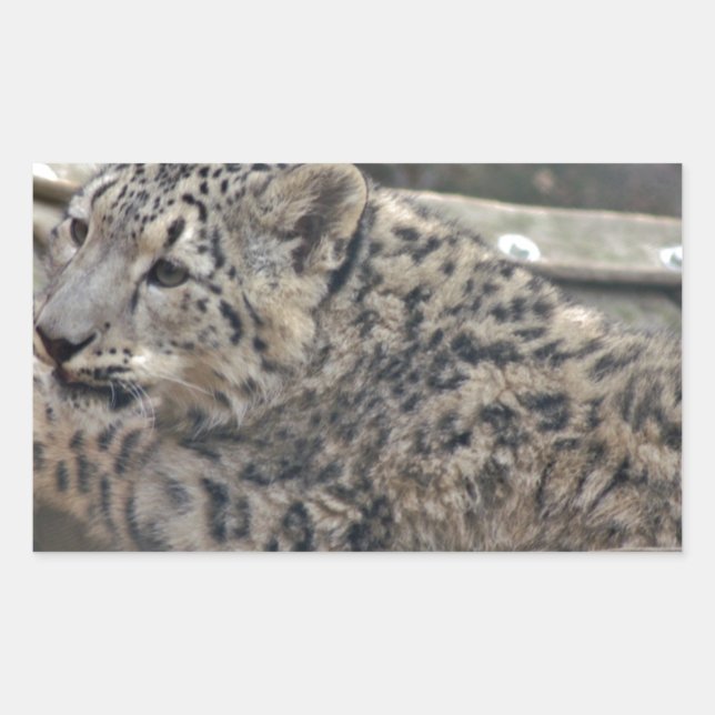 Snow Leopard Rechteckiger Aufkleber (Vorderseite)