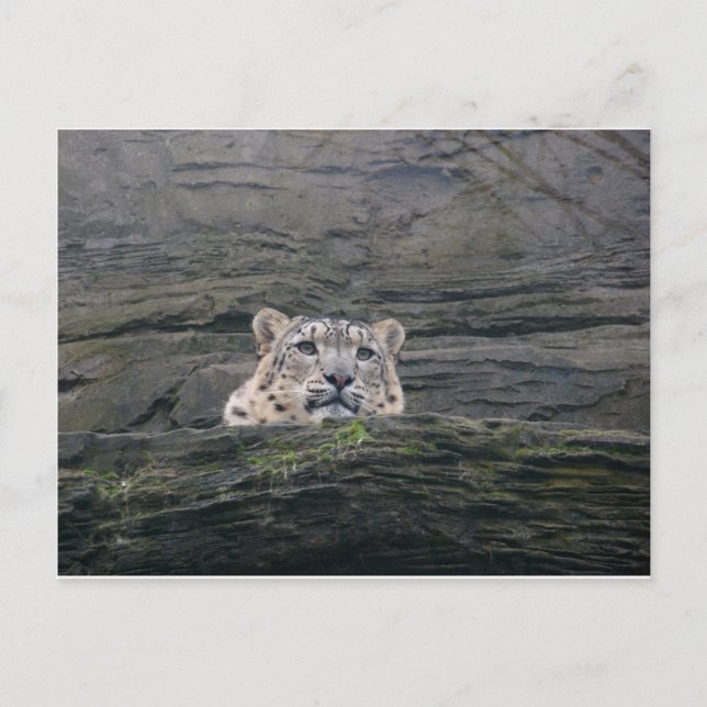 Snow Leopard Ruhen Postkarte (Vorderseite)