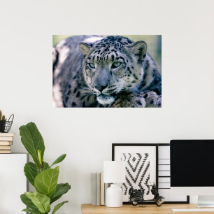 Snow Leopard-Schließung Poster