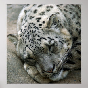 Snow Leopard - süße Träume Poster