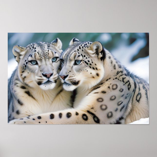 Snow Leopard Tierart Zuneigung Cari Poster (Vorne)