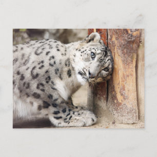 Snow Leopard Wild Cat Postkarte