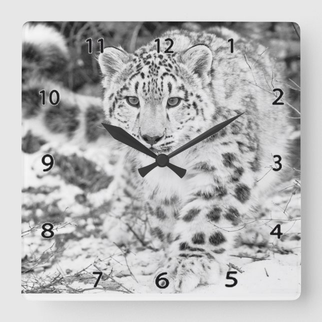 Snow Leopard Wildlife Wall Clock Quadratische Wanduhr (Vorderseite)