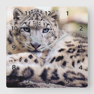 Snow Leopard Wildlife Wall Clock Quadratische Wanduhr