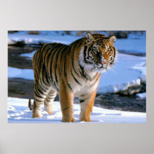 Snow Love Tiger Poster