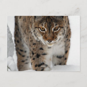 Snow Lynx Postkarte