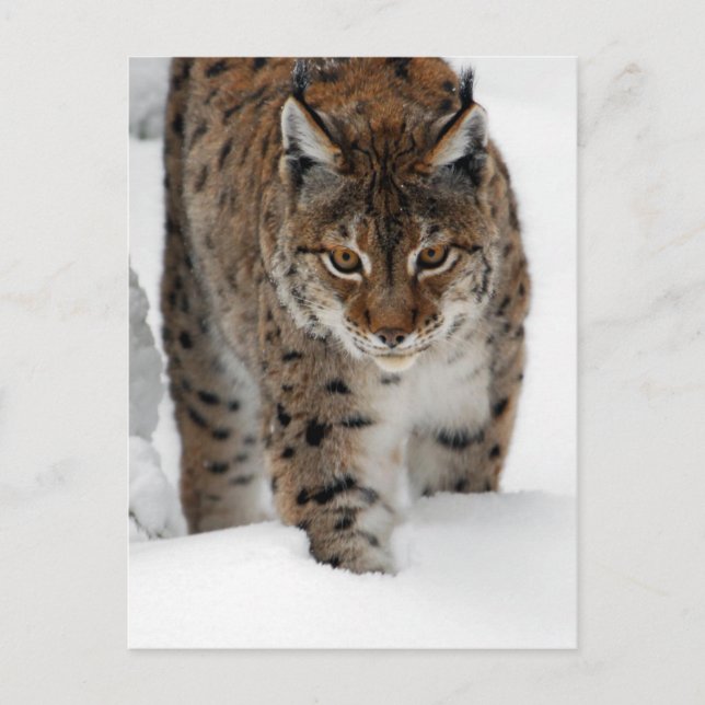 Snow Lynx Postkarte (Vorderseite)