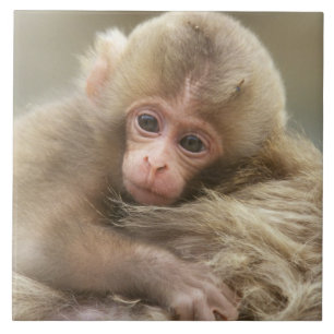 Snow Monkey Baby, Jigokudani, Nagano, Japan 2 Fliese
