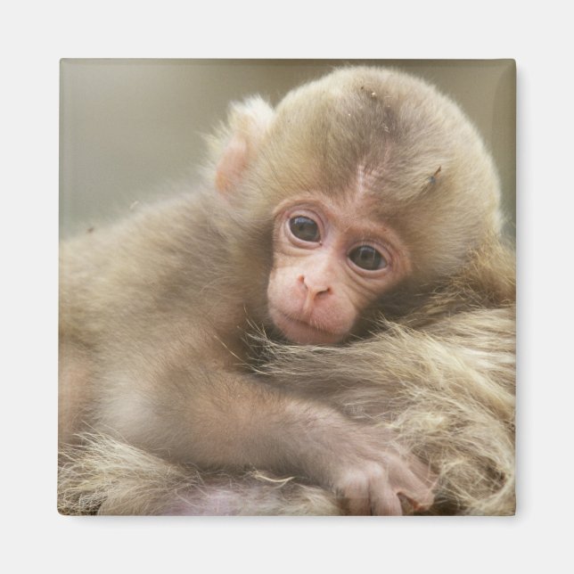 Snow Monkey Baby, Jigokudani, Nagano, Japan 2 Magnet (Vorne)