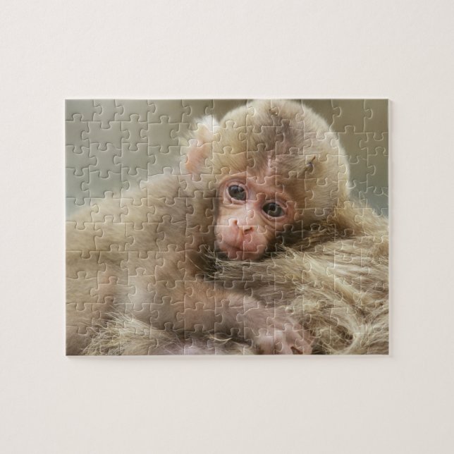 Snow Monkey Baby, Jigokudani, Nagano, Japan 2 Puzzle (Horizontal)