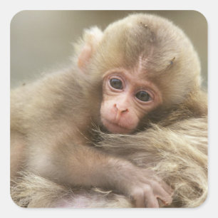 Snow Monkey Baby, Jigokudani, Nagano, Japan 2 Quadratischer Aufkleber