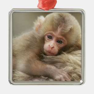 Snow Monkey Baby, Jigokudani, Nagano, Japan 2 Silbernes Ornament