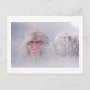 Snow Monkey Japan Foto Postkarte