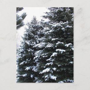 Snow On Firs Postkarte