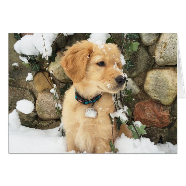 Snow Puppy (Vorderseite (Horizontal))