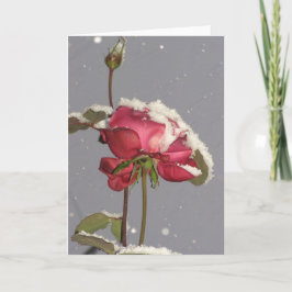Snow Rose - red rose with snow cover Karte