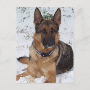 Snow Shepherd Postkarte