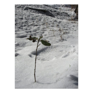 ‚Snow Sprout‘ Fotodruck