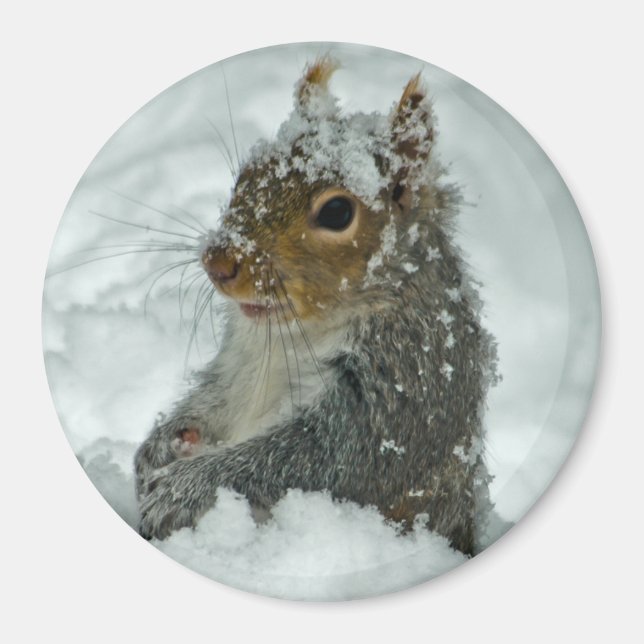 Snow Squirrel Magnet (Vorne)