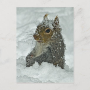 Snow Squirrel Postkarte