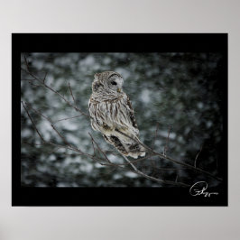 Snow Storm Barred Owl Poster