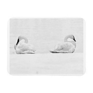 Snow Swans for Nature's Perspectives 2026 Calendar Magnet
