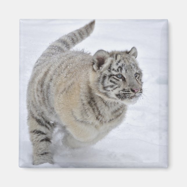 Snow Tiger Magnet (Vorne)