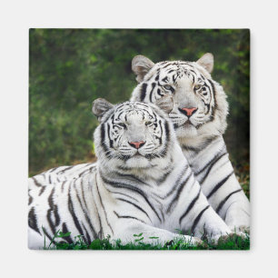 Snow Tiger Magnet