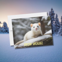 Snow Weasel liegt auf Felsen