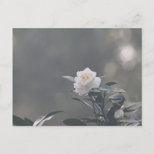 Snow White Camilla Postkarte (Vorderseite)