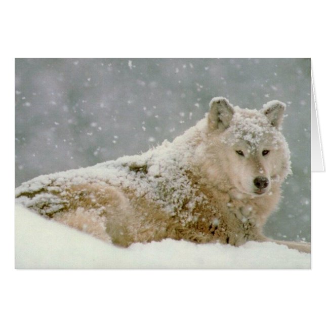 Snow Wolf (Vorderseite (Horizontal))
