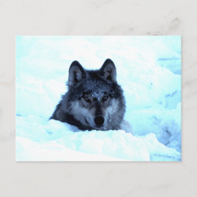 Snow Wolf Wolves Postkarte (Vorderseite)
