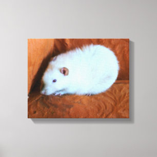 Snowball White Rat Canvas Print Leinwanddruck