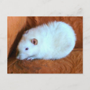 Snowball White Rat Postcard Postkarte