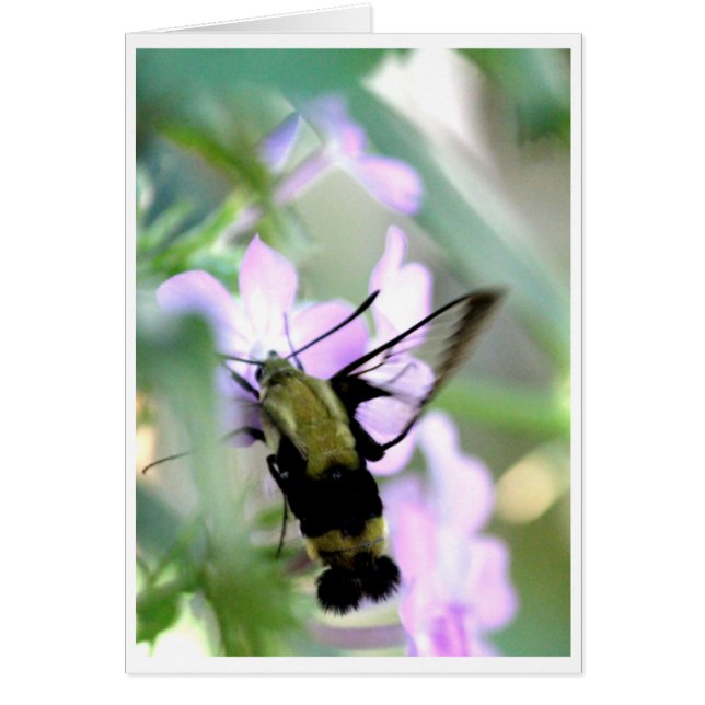 Snowberry Clearwing Hummingbird Moth (Vorne)