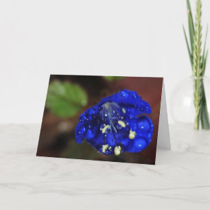 Snowcatcher Bluebell Geburtstagskarte Dankeskarte