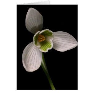 snowdrop