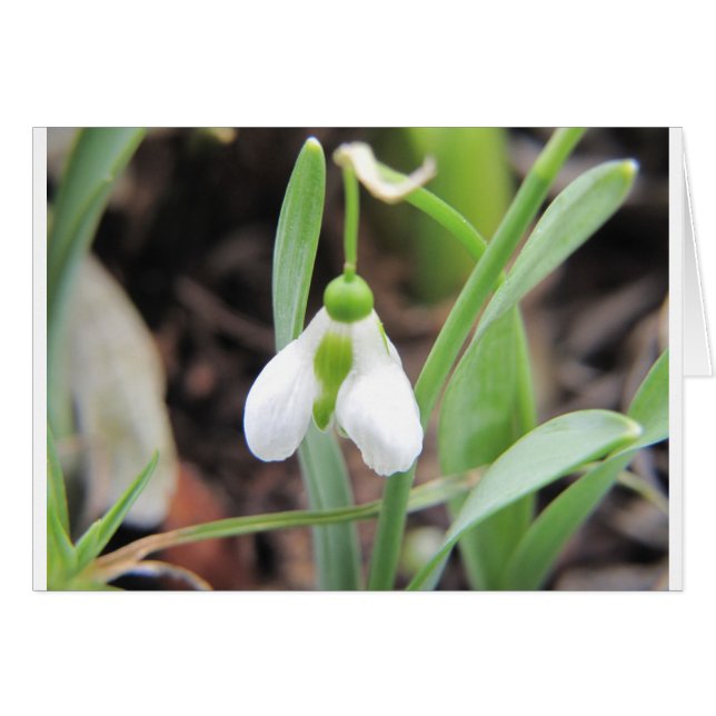 Snowdrop - Birth Blume - Januar (Vorderseite (Horizontal))