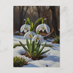 Snowdrop Blume Postkarte