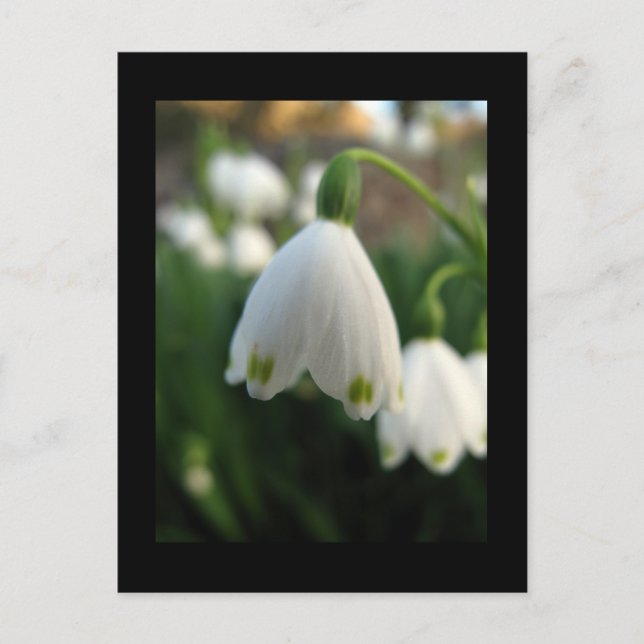 Snowdrop Blume Postkarte (Vorderseite)