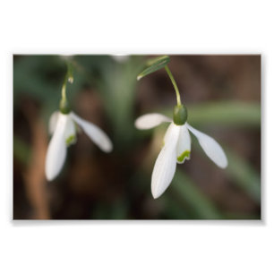 Snowdrop Blumen Fotodruck