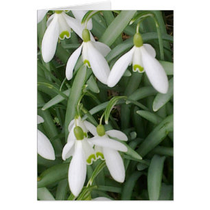 Snowdrop Card