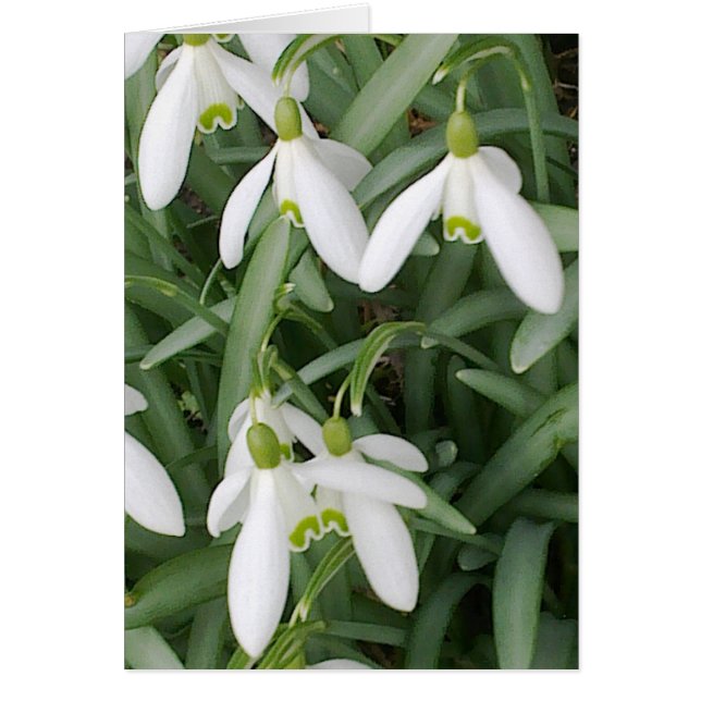 Snowdrop Card (Vorne)