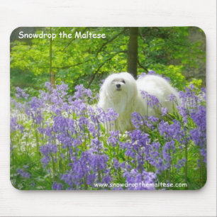 Snowdrop das maltesische mousepad